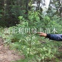 柳杉樹小苗