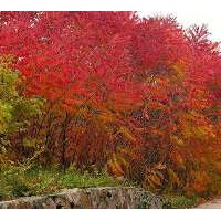 紅瑞木
