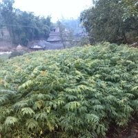欒樹苗