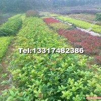 桂花小苗