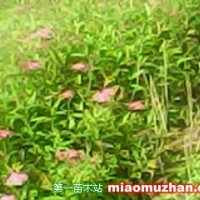 繡線菊