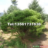 黑松