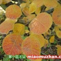 黃櫨