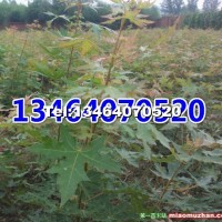 五角楓小苗