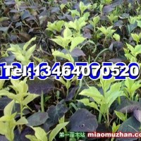 紫葉稠李