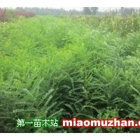 國槐