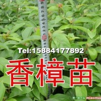 香樟小苗