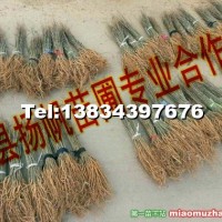 紫穗槐