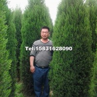 河南檜柏