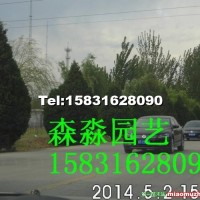 河南檜柏