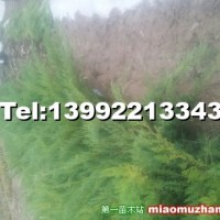 沙地柏