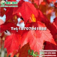 美國改良紅楓 十月光輝