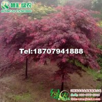 石榴紅羽毛楓