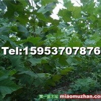 法桐小苗