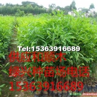竹節(jié)樹苗