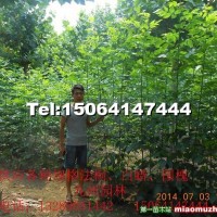 速生白蠟苗