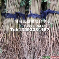 紫穗槐