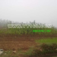 八棱海棠小苗