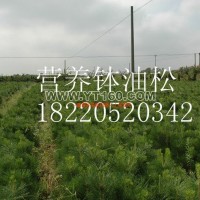 營(yíng)養(yǎng)缽油松