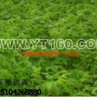多季玫瑰