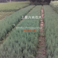刺柏小苗