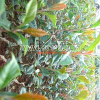 球花石楠小苗