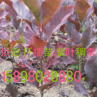 紫葉稠李