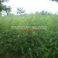 垂柳小苗