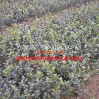 茶梅