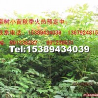 欒樹小苗