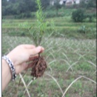 南方紅豆杉小苗