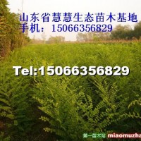 國槐苗