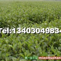 榿木樹苗