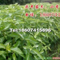 香樟小苗