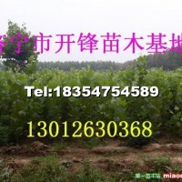 法桐小苗