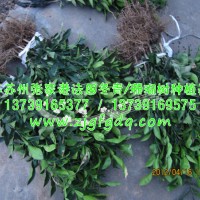 香櫞樹小苗