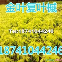 金葉糖槭