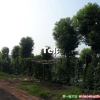 香樟苗