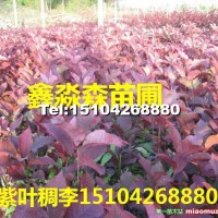 紫葉稠李