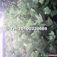 法桐小苗