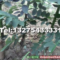 速生國槐