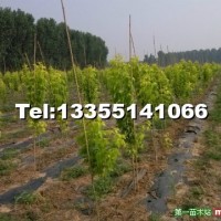 復(fù)葉槭