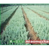 雪松籽播小苗