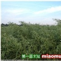 樸樹