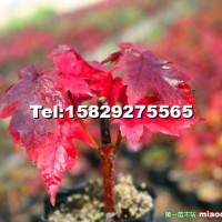 美國紅楓