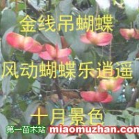 金線吊蝴蝶
