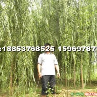 垂柳苗