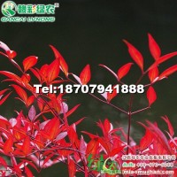 紅葉南天竹