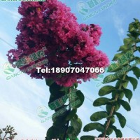 速生玫紅紫薇