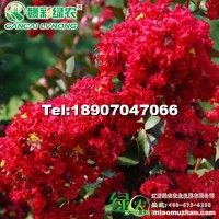 紅火箭紫薇